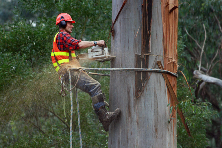 Arborist