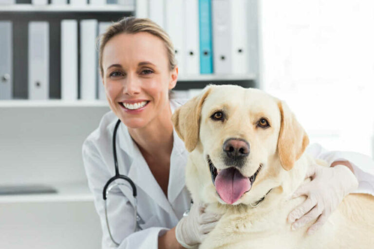 Associate Veterinarian