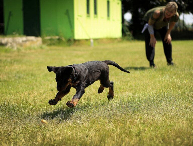 Dog Trainer